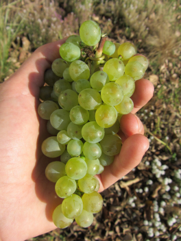 2019, una añada clásicamente atlántica